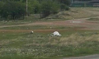 Povrijeđeni konj leži danima na aerodromu, nadležni nemaju mogućnosti da reaguju