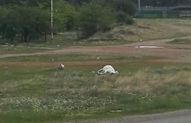 Povrijeđeni konj leži danima na aerodromu, nadležni nemaju mogućnosti da reaguju