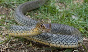 Zmija u autobusu, obmotala se putnici oko nogu!