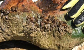 Zebra školjka registrovana u Šaskom jezeru