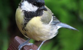 Popodne kiša, do 23 stepena