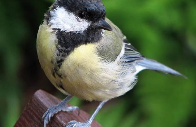 Popodne kiša, do 23 stepena