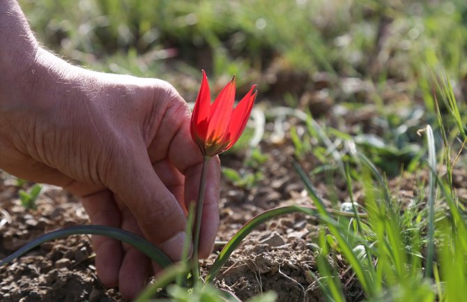 Za branje ovog cvijeta u Turskoj kazna od skoro 11 hiljada eura!!!