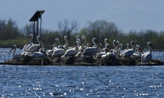 Rekordan broj pelikana u NP Skadarsko jezero: Ornitolozi izbrojali 227 jedinki