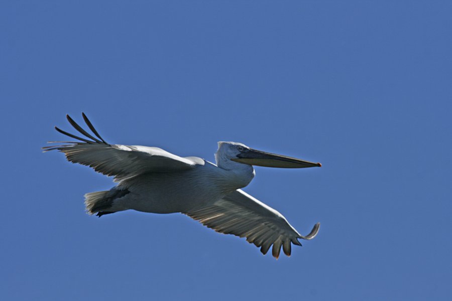 pelikansimbolNPSkadarskojezeroFotoarhivaNPCG