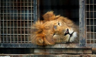 Vrijeme je da se u Crnoj Gori zabrani ulazak i rad cirkusa