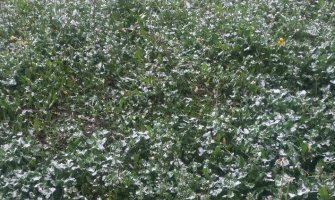 Snijeg pada na sjeveru, sjutra sunce i suvo