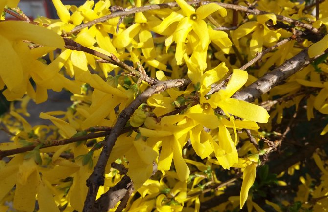Danas sunčano, tokom noći moguća slaba kiša