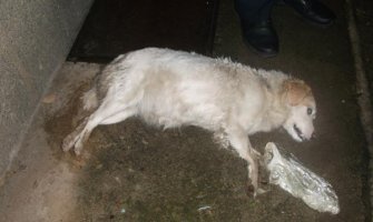 Masovno trovanje pasa pesticidima u Nikšiću