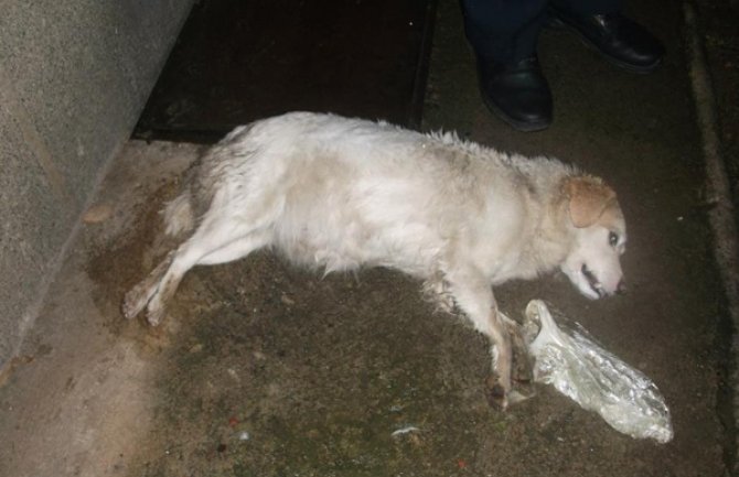 Masovno trovanje pasa pesticidima u Nikšiću