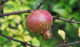 U drugom dijelu dana pljuskovi, na sjeveru jak vjetar