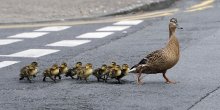 Patka i pačići stopirali saobraćaj u Beogradu