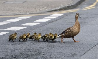 Patka i pačići stopirali saobraćaj u Beogradu