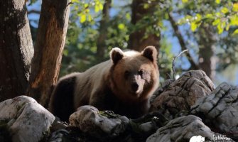 Vodiči kroz prirodu spremni za predstavljanje medvjeda turistima