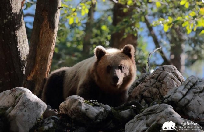 Vodiči kroz prirodu spremni za predstavljanje medvjeda turistima