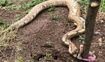 Piton ubijen u dvorištu porodične kuće na Zlatici (FOTO)