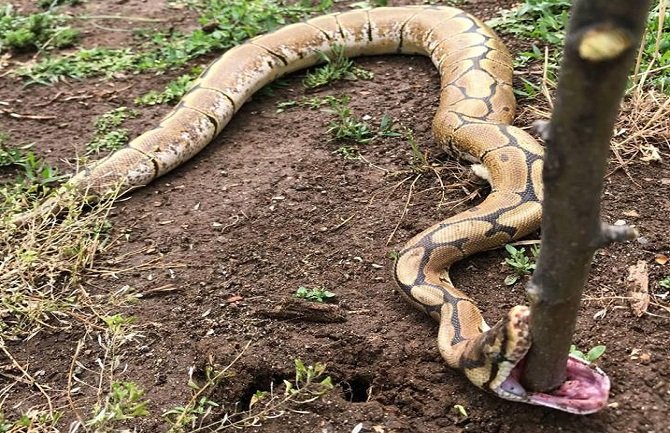 Piton ubijen u dvorištu porodične kuće na Zlatici (FOTO)