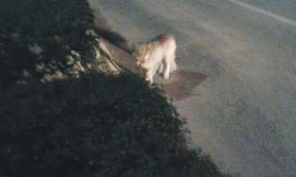 Vuk prošetao ulicama Nikšića, medved rožajskim selom