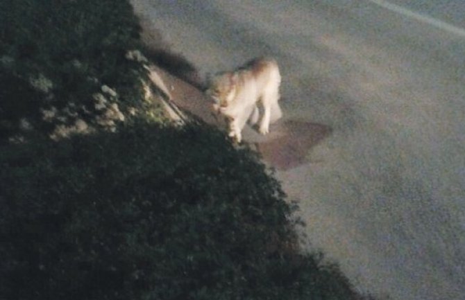 Vuk prošetao ulicama Nikšića, medved rožajskim selom