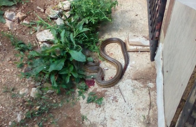Zmija u dvorištu u Sutorini