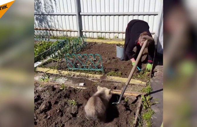 U međuvremenu u Rusiji medved uređuje vrt (VIDEO)