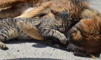 Prijateljstvo mačke i psa lokalna atrakcija (FOTO)