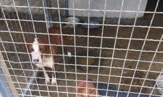  Psi jedu pse u nikšićkom skloništu za napuštene životinje 