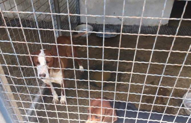  Psi jedu pse u nikšićkom skloništu za napuštene životinje 