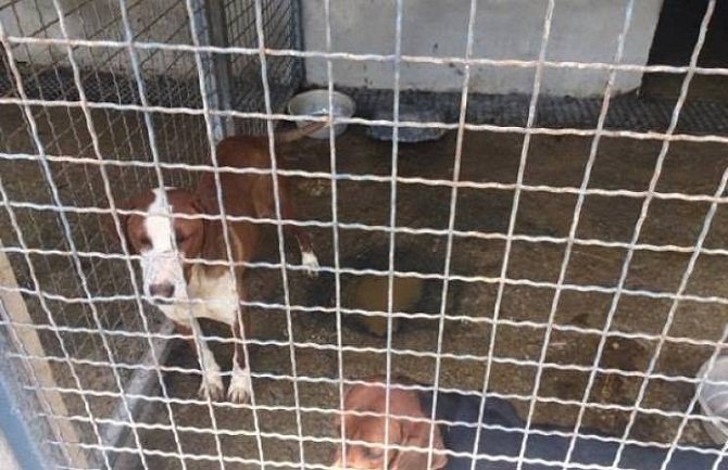 Nikšić: Psi u skloništu jedu jedni druge