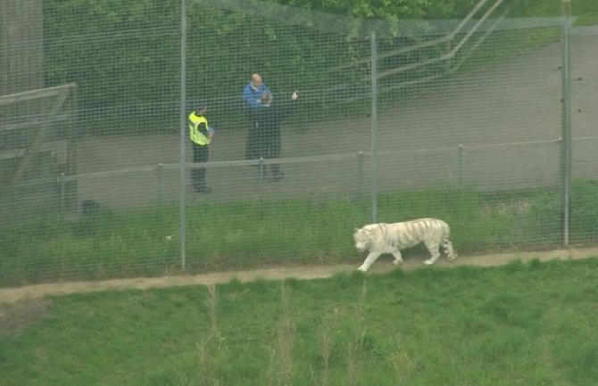 Bizarna nesreća: Tigar ubio čuvarku zoološkog vrta