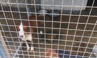 Inspekcija u nikšićkom skloništu: Psi se kolju, ne jedu jedni druge
