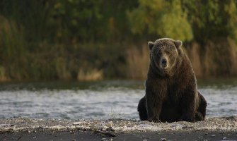 U Albaniji spriječena prodaja medvjeda preko interneta