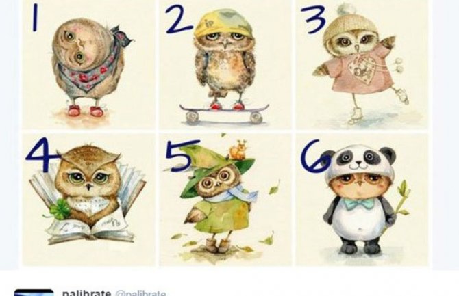 Odaberite sovu i saznajte kakav ste karakter