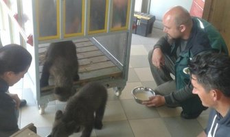 Mečići će se u Grčkoj pripremati za crnogorske šume