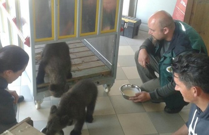 Mečići će se u Grčkoj pripremati za crnogorske šume