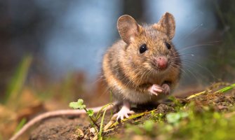 Jedan slučaj mišije groznice u ovoj godini