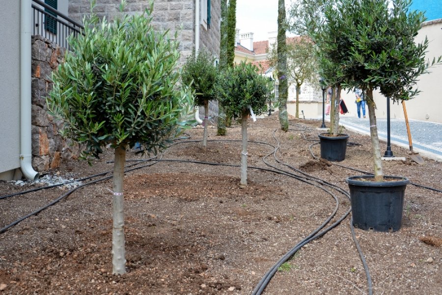 Posadjeno5stabalamaslina