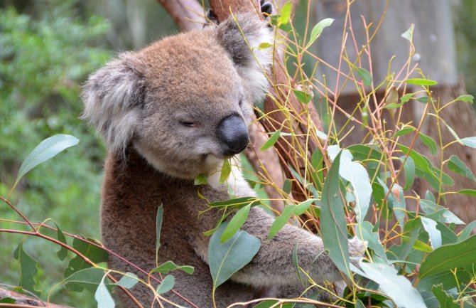 Klimatske promjene ugrožavaju opstanak koala