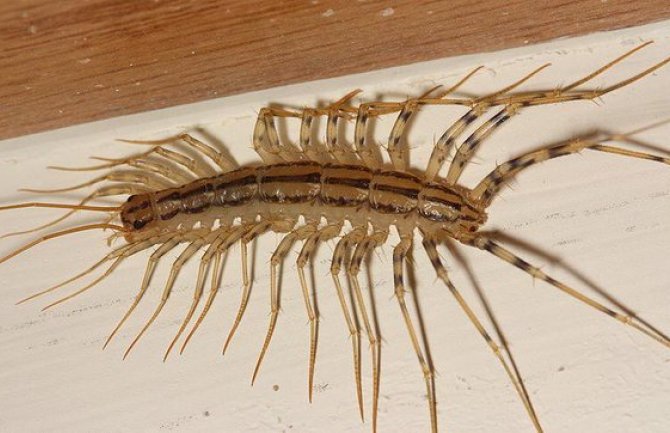 Gadan insekt kojeg nikako ne treba da ubijate!