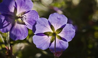 Danas sunčano do 32 stepena, poslijepodne pljusak sa grmljavinom