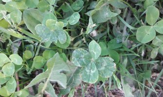 Danas sunčano i toplo, do 32 stepena