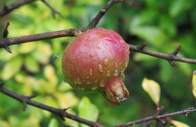 Prijepodne toplo i sparno, popodne kiša, moguće vremenske nepogode