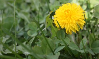 Sunčano, do 33 stepena