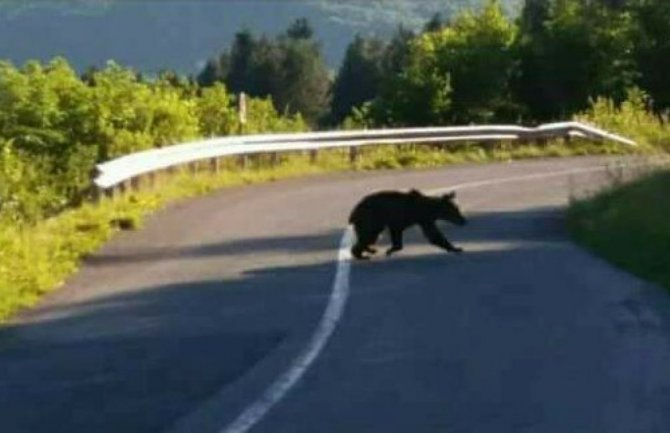 Nesvakidašnjafotografija medvjeda kako prelazi ulicu u Bosni