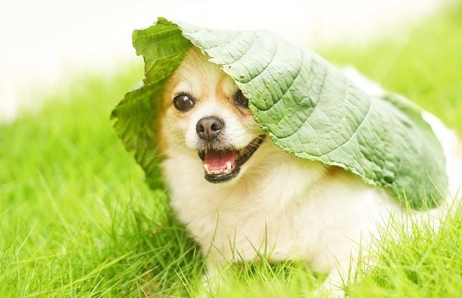 U srijedu počinje ljeto