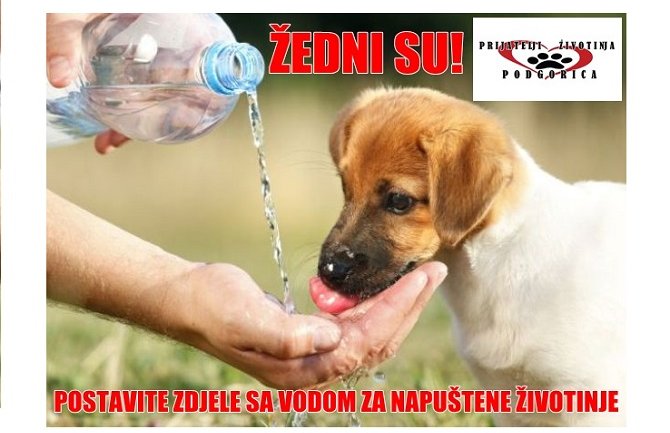 Pokažimo humanost: Utolimo žeđ napuštenim životinjama