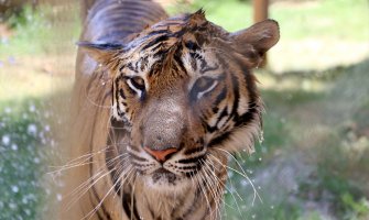 Sunčano i veoma toplo, do 37 stepeni