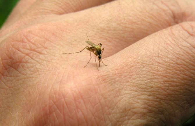 U Crnoj Gori prisutni insekti koji mogu prenijeti razne bolesti