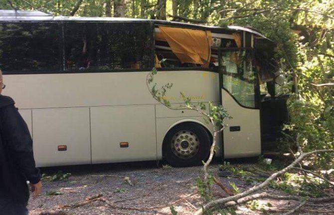 Biogradska gora: Drvo palo na autobus