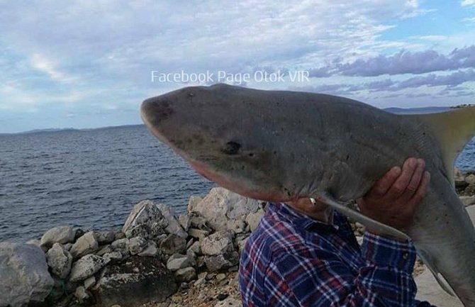 U Jadranu ulovljena ajkula (FOTO)